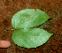  ( - BioBot01868)  @11 [ ] CreativeCommons - Attribution Non-Commercial Share-Alike (2010) Daniel H. Janzen Guanacaste Dry Forest Conservation Fund