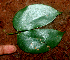  ( - BioBot01868)  @11 [ ] CreativeCommons - Attribution Non-Commercial Share-Alike (2010) Daniel H. Janzen Guanacaste Dry Forest Conservation Fund