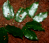  ( - BioBot01869)  @11 [ ] CreativeCommons - Attribution Non-Commercial Share-Alike (2010) Daniel H. Janzen Guanacaste Dry Forest Conservation Fund