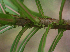  ( - BioBot01874)  @11 [ ] CreativeCommons - Attribution Non-Commercial Share-Alike (2010) Daniel H. Janzen Guanacaste Dry Forest Conservation Fund