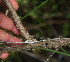  ( - BioBot01875)  @11 [ ] CreativeCommons - Attribution Non-Commercial Share-Alike (2010) Daniel H. Janzen Guanacaste Dry Forest Conservation Fund