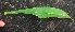  ( - BioBot01875)  @11 [ ] CreativeCommons - Attribution Non-Commercial Share-Alike (2010) Daniel H. Janzen Guanacaste Dry Forest Conservation Fund