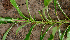  ( - BioBot01876)  @11 [ ] CreativeCommons - Attribution Non-Commercial Share-Alike (2010) Daniel H. Janzen Guanacaste Dry Forest Conservation Fund