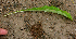  ( - BioBot01876)  @11 [ ] CreativeCommons - Attribution Non-Commercial Share-Alike (2010) Daniel H. Janzen Guanacaste Dry Forest Conservation Fund
