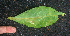  ( - BioBot01892)  @11 [ ] CreativeCommons - Attribution Non-Commercial Share-Alike (2010) Daniel H. Janzen Guanacaste Dry Forest Conservation Fund