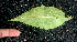  ( - BioBot01892)  @11 [ ] CreativeCommons - Attribution Non-Commercial Share-Alike (2010) Daniel H. Janzen Guanacaste Dry Forest Conservation Fund
