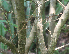  ( - BioBot01893)  @11 [ ] CreativeCommons - Attribution Non-Commercial Share-Alike (2010) Daniel H. Janzen Guanacaste Dry Forest Conservation Fund