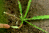  ( - BioBot01896)  @11 [ ] CreativeCommons - Attribution Non-Commercial Share-Alike (2010) Daniel H. Janzen Guanacaste Dry Forest Conservation Fund