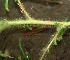  ( - BioBot01897)  @11 [ ] CreativeCommons - Attribution Non-Commercial Share-Alike (2010) Daniel H. Janzen Guanacaste Dry Forest Conservation Fund