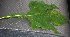  ( - BioBot01903)  @11 [ ] CreativeCommons - Attribution Non-Commercial Share-Alike (2010) Daniel H. Janzen Guanacaste Dry Forest Conservation Fund