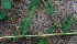  ( - BioBot01914)  @11 [ ] CreativeCommons - Attribution Non-Commercial Share-Alike (2010) Daniel H. Janzen Guanacaste Dry Forest Conservation Fund