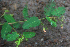  ( - BioBot01914)  @11 [ ] CreativeCommons - Attribution Non-Commercial Share-Alike (2010) Daniel H. Janzen Guanacaste Dry Forest Conservation Fund