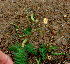  ( - BioBot01915)  @11 [ ] CreativeCommons - Attribution Non-Commercial Share-Alike (2010) Daniel H. Janzen Guanacaste Dry Forest Conservation Fund