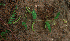  ( - BioBot01915)  @11 [ ] CreativeCommons - Attribution Non-Commercial Share-Alike (2010) Daniel H. Janzen Guanacaste Dry Forest Conservation Fund