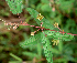  (Mimosa xanthocentra - BioBot01919)  @11 [ ] CreativeCommons - Attribution Non-Commercial Share-Alike (2010) Daniel H. Janzen Guanacaste Dry Forest Conservation Fund