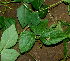  ( - BioBot01928)  @11 [ ] CreativeCommons - Attribution Non-Commercial Share-Alike (2010) Daniel H. Janzen Guanacaste Dry Forest Conservation Fund