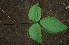  ( - BioBot01928)  @11 [ ] CreativeCommons - Attribution Non-Commercial Share-Alike (2010) Daniel H. Janzen Guanacaste Dry Forest Conservation Fund