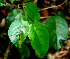  (Coccoloba Espinoza5722 - BioBot01951)  @11 [ ] CreativeCommons - Attribution Non-Commercial Share-Alike (2010) Daniel H. Janzen Guanacaste Dry Forest Conservation Fund