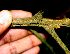  ( - BioBot01959)  @11 [ ] CreativeCommons - Attribution Non-Commercial Share-Alike (2010) Daniel H. Janzen Guanacaste Dry Forest Conservation Fund