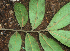  ( - BioBot01959)  @11 [ ] CreativeCommons - Attribution Non-Commercial Share-Alike (2010) Daniel H. Janzen Guanacaste Dry Forest Conservation Fund