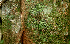  ( - BioBot01960)  @11 [ ] CreativeCommons - Attribution Non-Commercial Share-Alike (2010) Daniel H. Janzen Guanacaste Dry Forest Conservation Fund