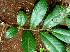  ( - BioBot01960)  @11 [ ] CreativeCommons - Attribution Non-Commercial Share-Alike (2010) Daniel H. Janzen Guanacaste Dry Forest Conservation Fund