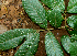  ( - BioBot01961)  @11 [ ] CreativeCommons - Attribution Non-Commercial Share-Alike (2010) Daniel H. Janzen Guanacaste Dry Forest Conservation Fund