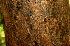  ( - BioBot01966)  @11 [ ] CreativeCommons - Attribution Non-Commercial Share-Alike (2010) Daniel H. Janzen Guanacaste Dry Forest Conservation Fund