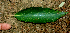  ( - BioBot01966)  @11 [ ] CreativeCommons - Attribution Non-Commercial Share-Alike (2010) Daniel H. Janzen Guanacaste Dry Forest Conservation Fund