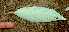  ( - BioBot01966)  @11 [ ] CreativeCommons - Attribution Non-Commercial Share-Alike (2010) Daniel H. Janzen Guanacaste Dry Forest Conservation Fund