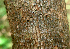  ( - BioBot01967)  @11 [ ] CreativeCommons - Attribution Non-Commercial Share-Alike (2010) Daniel H. Janzen Guanacaste Dry Forest Conservation Fund