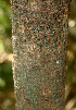  ( - BioBot01968)  @11 [ ] CreativeCommons - Attribution Non-Commercial Share-Alike (2010) Daniel H. Janzen Guanacaste Dry Forest Conservation Fund