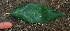  ( - BioBot01968)  @11 [ ] CreativeCommons - Attribution Non-Commercial Share-Alike (2010) Daniel H. Janzen Guanacaste Dry Forest Conservation Fund
