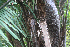  ( - BioBot01975)  @11 [ ] CreativeCommons - Attribution Non-Commercial Share-Alike (2010) Daniel H. Janzen Guanacaste Dry Forest Conservation Fund