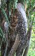  ( - BioBot01975)  @11 [ ] CreativeCommons - Attribution Non-Commercial Share-Alike (2010) Daniel H. Janzen Guanacaste Dry Forest Conservation Fund