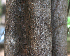  ( - BioBot01978)  @11 [ ] CreativeCommons - Attribution Non-Commercial Share-Alike (2010) Daniel H. Janzen Guanacaste Dry Forest Conservation Fund