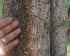  ( - BioBot01978)  @11 [ ] CreativeCommons - Attribution Non-Commercial Share-Alike (2010) Daniel H. Janzen Guanacaste Dry Forest Conservation Fund