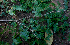  ( - BioBot01978)  @11 [ ] CreativeCommons - Attribution Non-Commercial Share-Alike (2010) Daniel H. Janzen Guanacaste Dry Forest Conservation Fund