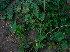  ( - BioBot01978)  @11 [ ] CreativeCommons - Attribution Non-Commercial Share-Alike (2010) Daniel H. Janzen Guanacaste Dry Forest Conservation Fund