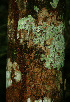  ( - BioBot02269)  @11 [ ] CreativeCommons - Attribution Non-Commercial Share-Alike (2010) Daniel H. Janzen Guanacaste Dry Forest Conservation Fund