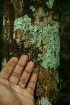  ( - BioBot02269)  @11 [ ] CreativeCommons - Attribution Non-Commercial Share-Alike (2010) Daniel H. Janzen Guanacaste Dry Forest Conservation Fund