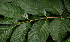  ( - BioBot02269)  @11 [ ] CreativeCommons - Attribution Non-Commercial Share-Alike (2010) Daniel H. Janzen Guanacaste Dry Forest Conservation Fund