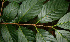  ( - BioBot02269)  @11 [ ] CreativeCommons - Attribution Non-Commercial Share-Alike (2010) Daniel H. Janzen Guanacaste Dry Forest Conservation Fund