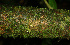  ( - BioBot02270)  @11 [ ] CreativeCommons - Attribution Non-Commercial Share-Alike (2010) Daniel H. Janzen Guanacaste Dry Forest Conservation Fund
