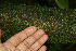  ( - BioBot02270)  @11 [ ] CreativeCommons - Attribution Non-Commercial Share-Alike (2010) Daniel H. Janzen Guanacaste Dry Forest Conservation Fund