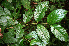  ( - BioBot02270)  @11 [ ] CreativeCommons - Attribution Non-Commercial Share-Alike (2010) Daniel H. Janzen Guanacaste Dry Forest Conservation Fund