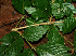  ( - BioBot02270)  @11 [ ] CreativeCommons - Attribution Non-Commercial Share-Alike (2010) Daniel H. Janzen Guanacaste Dry Forest Conservation Fund