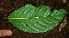  ( - BioBot02270)  @11 [ ] CreativeCommons - Attribution Non-Commercial Share-Alike (2010) Daniel H. Janzen Guanacaste Dry Forest Conservation Fund