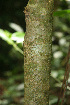  ( - BioBot02271)  @11 [ ] CreativeCommons - Attribution Non-Commercial Share-Alike (2010) Daniel H. Janzen Guanacaste Dry Forest Conservation Fund