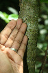  ( - BioBot02271)  @11 [ ] CreativeCommons - Attribution Non-Commercial Share-Alike (2010) Daniel H. Janzen Guanacaste Dry Forest Conservation Fund
